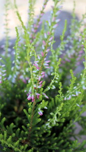 Β؁@J?i@K[fK[Y@WsN xt3c