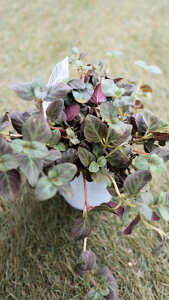 N@J[[t@V}LAw~bhiCgTxxt@2,5O|bgc