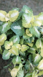 ϊΑN@J[[t@~EwX^[OCxxt2,5O|bgc