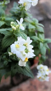 ԕc@h@lVA@GbZVwzCgxxt3,5c@