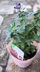 ԕc@h@lVA@GbZVwp[vxxt3,5c@