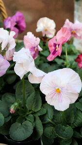 ԕc@ϊ1N@pW[ sNnԐF@3c×2|bgZbg@