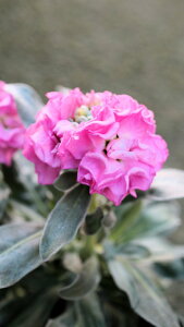 ԕc@1N@XgbNd炫@xCr[V[YwsNx3|bgc