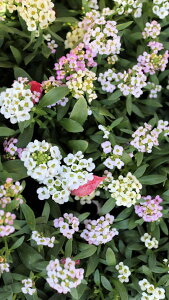 ԕc@1N@AbT~bNX@3|bgc@2|bgZbg