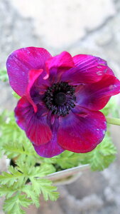 ԕc@ϊN@All |gV[Y@Ԏ@xt3,5|bgc@