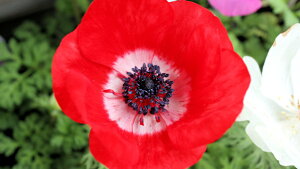 �ԕc�@�ϊ������N���@�A�l���l�w�|���g�x�ԐF3�F�@���x���t��3���|�b�g�c�@