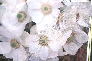 アネモネ 苗の人気商品 通販 価格比較 価格 Com