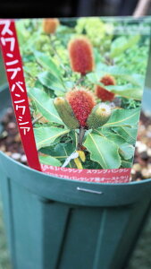 Β؁@oNVAwXvxxt5TCYyn著z