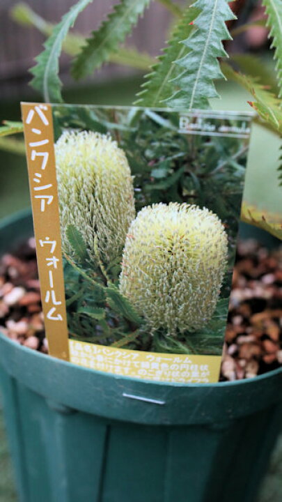 楽天市場】常緑中高木 バンクシア『ウォールム』ラベル付き5号サイズ 
