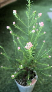 ϊΒ؁@I[XgAvc@CXt[ zbgsN@xt3,5O|bgc