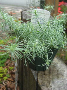 Έ؁@J[[t@[^X@RbgLfB@xt2,5TCY