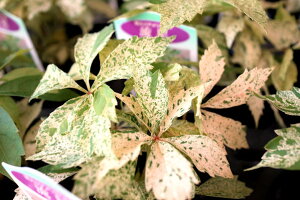 鐫A@AJd^wxxt5TCYݔyn著zOhJo[@nMO@ǖʗΉ