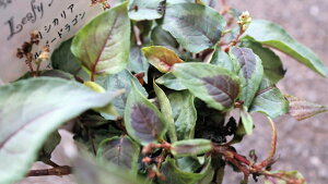 ϊN@J[[t@yVJAwVo[hSxxt2,5O|bgc