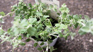 J[[t@N@ԕc@wNTwVo[~Xgxxt2,5O|bgc