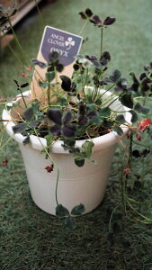 ԕc@J[[t@ϊΑN@tN[o[@GWFN[o[wIjLXxxt5TCYyn著z