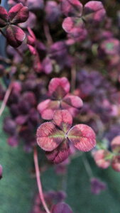 ԕc@J[[t@ϊΑN@tN[o[@GWFN[o[wJv`[mxxt6ݔyn著z