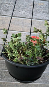 ԕc@J[[t@ϊΑN@tN[o[@GWFN[o[wXp[Nxxt6tݔyn著z