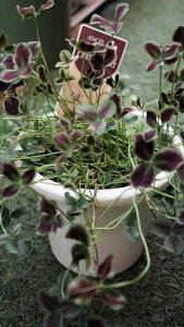 ԕc@J[[t@ϊΑN@tN[o[@GWFN[o[w`R~gxxt5TCYyn著z