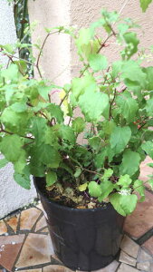 花苗 鉢花 多年草 ジュズサンゴ 大苗 7号鉢植え【地域限定送料無料】