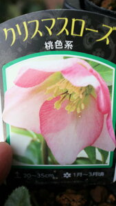 ԕc@N@d炫NX}X[Y@xt5cyn著z