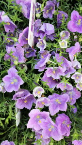 ԕc@ϊN@j[xMA@xt3,5|bgc