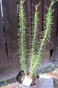 Β؁@n[uc@N@[Y}[wEbhxxt5TCY