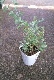 楽天市場 シルバーリーフ 常緑の通販