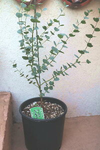 ハート ユーカリの人気商品 通販 価格比較 価格 Com