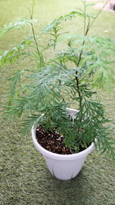 常緑低木 グレビレア『ロブスタ』6号サイズ苗木【地域限定送料無料】