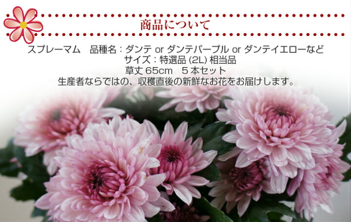 楽天市場 配送日指定できます 業務用としても使えます 鮮度抜群のスプレーマム 5本セット 正月飾り 生け花 花材 菊生産者 新鮮 国産 生花 花束 仏花 豪華 高級 まとめ買い スプレー菊 洋菊 ダンテ ダンテパープル ダンテイエロー ファルチェ 楽天市場店