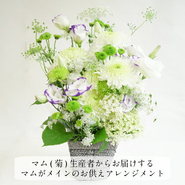 楽天市場 新発売 マムがメインのお供え花アレンジメント 送料無料 配送日指定 贈答に最適 菊生産者 新鮮 国産 生花 花束 仏花 お盆 彼岸 ご供養 お悔やみ お墓参り おそなえ 墓花 法要法事 月命日 お供え花 一周忌 法要 ペット 枕花 贈り物 当店オススメ