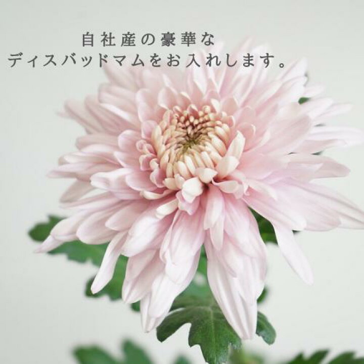 楽天市場 あす楽購入用 お供え花2束セット 一対 ピンク レッド 複色からカーネーションのカラーを選択 送料無料 菊生産者 新鮮 国産 生花 花束 仏花 お盆 お彼岸 お墓参り 墓花 輪菊 法要法事 お悔やみ 月命日 贈答 お供え花 供花1対 当店オススメ 父の日参り