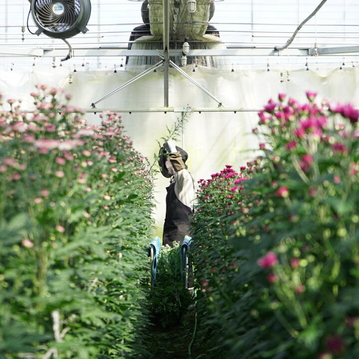 楽天市場 あす楽購入用 お供え花 2束セット 一対 カーネーションカラー 複色 送料無料 菊生産者 新鮮 国産 生花 花束 仏花 お盆 彼岸 供養 お悔やみ お墓参り 墓花 輪菊 法要法事 月命日 贈答 お供え花 供花 1対 当店オススメ 父の日参り 迎春正月 母の日参り