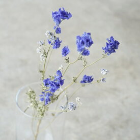 楽天市場 デルフィニューム 花束の通販 楽天市場 デルフィニューム 花束の通販