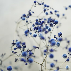 かすみ草 ドライフラワー 花束 インテリア 家具の人気商品 通販 価格比較 価格 Com