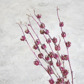 楽天市場 ハイビスカス 飾りの通販