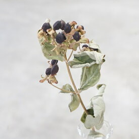 楽天市場 ヒペリカム 花 ガーデン Diy の通販