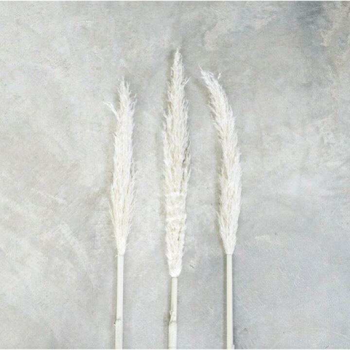 楽天市場 自家栽培のドライフラワー パンパスグラス 小 ドライフラワー 誕生日プレゼント 花 誕生日 プレゼント ギフト プリザーブドフラワー ドライ フラワー 花束 バンチ 飾り 玄関 リビング 部屋 壁 ドア おしゃれ ファルチェ 楽天市場店