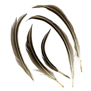 羽 パーツ 鴨 槍毛 大(5枚)(ナチュラル)1枚8〜16cm #62 羽 パーツ根 フェザー 手芸材料 パーツ コサージュやアクセサリーに