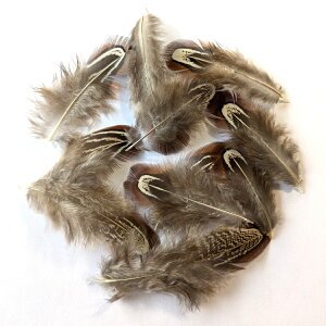 羽 パーツ 雉 アーモンド(背毛)(10枚)(ナチュラル)1枚5〜9cm #132 羽 パーツ根 フェザー 手芸材料 パーツ コサージュやアクセサリーに