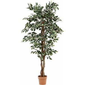 yIzsf tFCNO[ CeAO[ tBJXB lHϗtA i CeA 170cm ^ 52664