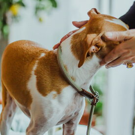ダービー DERBY ハーフチョーク リード GC 2サイズ 2カラー 犬 しつけ りーど 首輪リードセット さんぽグッズ 散歩用品 お出かけ お散歩グッズ イタリアferplast社製 オシャレ