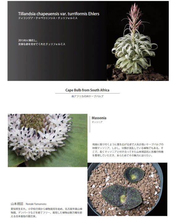 楽天市場】World Plants Report ex Japan ワールドプランツ