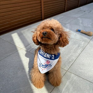 MLB T[X hW[X JĕI胂f o[Vuo_i 싅  Los Angeles Dodgers ybg