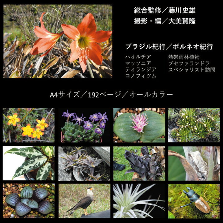 楽天市場 World Plants Report Ex Japan ワールドプランツレポート植物 多肉植物 熱帯雨林植物 World Plants 本 園芸 ブセファランドラ エアプランツ 観葉植物 Fantasy World 楽天市場 World Plants Report Ex Japan ワールドプランツレポート植物 多肉植物 熱帯雨林植物 World Plants 本 園芸 ブセファランドラ エアプランツ 観葉植物 Fantasy World