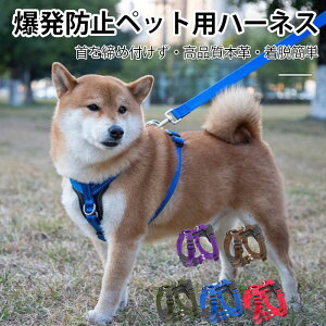 ���p�n�[�l�X �l�R�n�[�l�X �L�p�n�[�l�X �O��Ȃ� �y�b�g �n�[�l�X �� �n�[�l�X ���킢�� �L �n�[�l�X �����Ȃ� �h�b�O �n�[�l�X �� �E���Ȃ� �y�b�g�n�[�l�X�t�� �E�F�A�n�[�l�X ���p ����