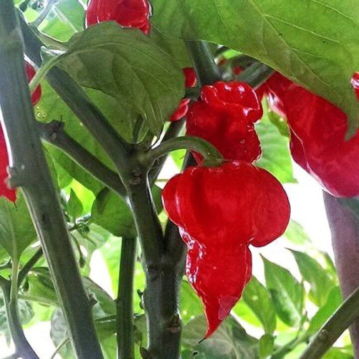 楽天市場 無選別 トリニダード スコーピオン ブッチテイラー 超激辛一味唐辛子 １５g 11年ギネス認定世界一辛い唐辛子 Organic Farm Hara 楽天市場店