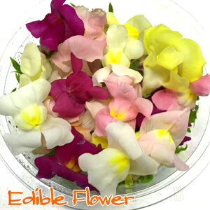 花 キンギョソウの人気商品 通販 価格比較 価格 Com 花 キンギョソウの人気商品 通販 価格比較 価格 Com