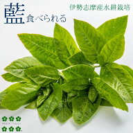 藍（あい）生葉 30g 食用藍 藍染 水耕栽培 農家直送 産地直送 伊勢志摩産 サラダ おかげ野菜 スーパーフ…