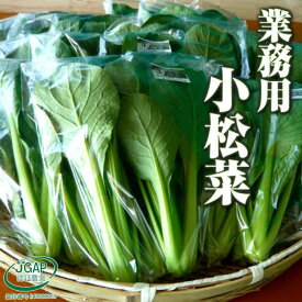 小松菜「奈々子」たっぷりセット1.2kg 伊勢志摩産 水耕栽培 産地直送 農家直送 業務用 おかげ野菜 やさい 栽培期間中農薬不使用 JGAP認証農場